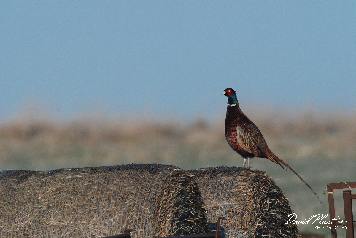 David Plant Photography - Wildlife Photographer - Pheasant on bails - A.JPG - Pheasant on bails - Gloucestershire